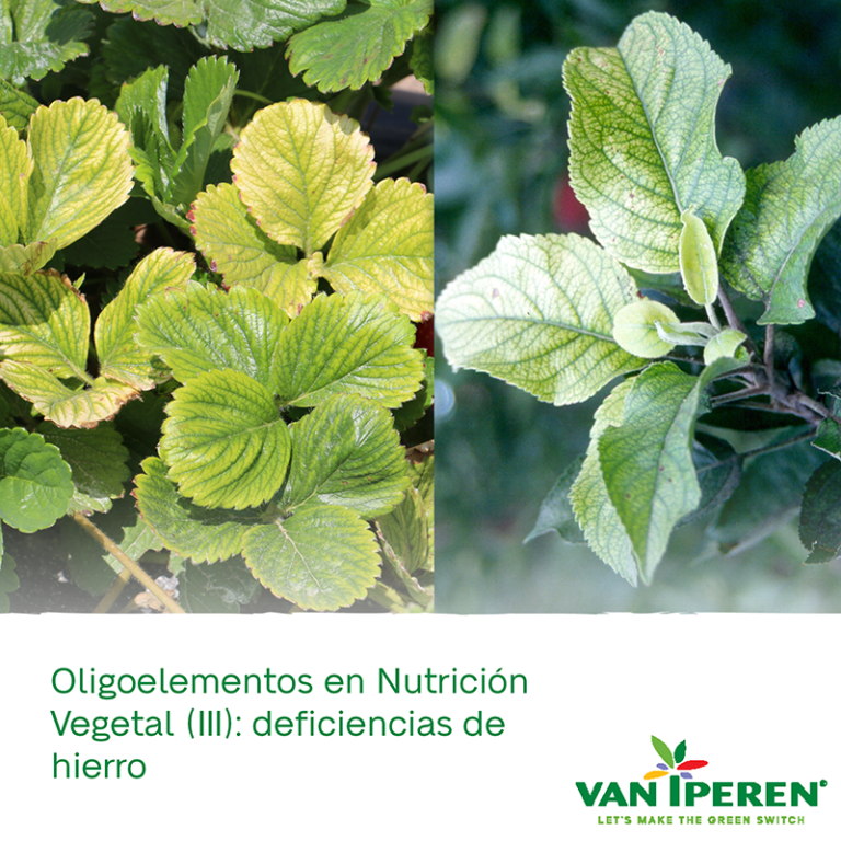 VII ES Trace Elements in Plant Nutrition (III) Iron 400px