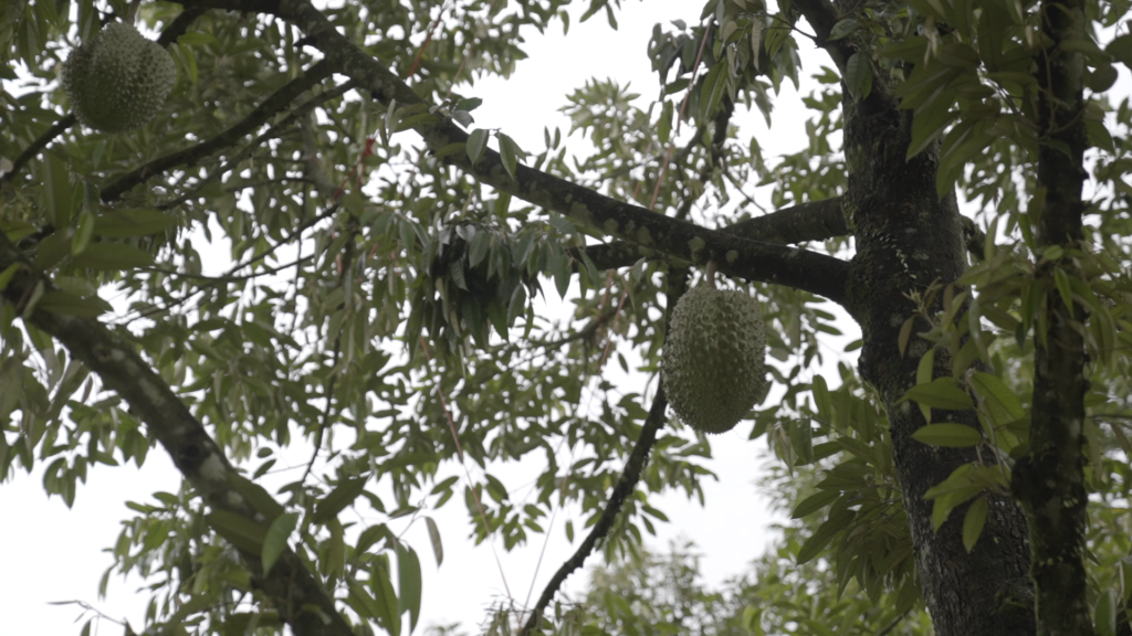 Árboles de durián tratados con fertilizantes IPE Technology en Tailandia