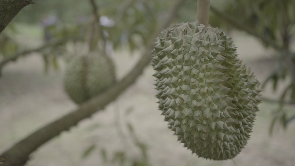 Frutos de durián de los árboles tratados con Tecnología IPE
