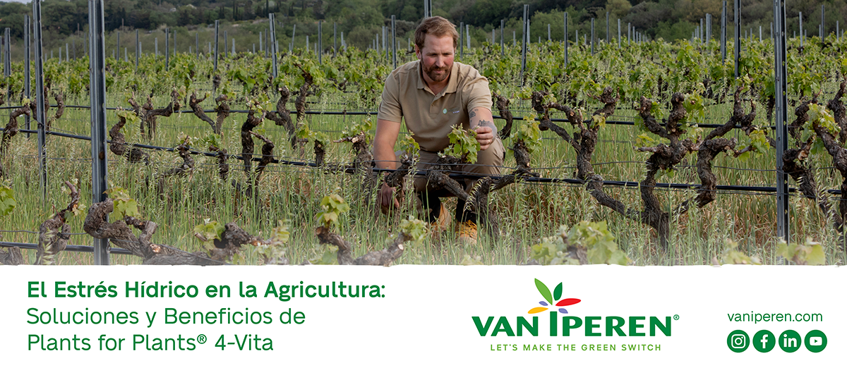 Viticultor comprueba la calidad del viñedo tras aplicar los bioestimulantes Plants for Plants