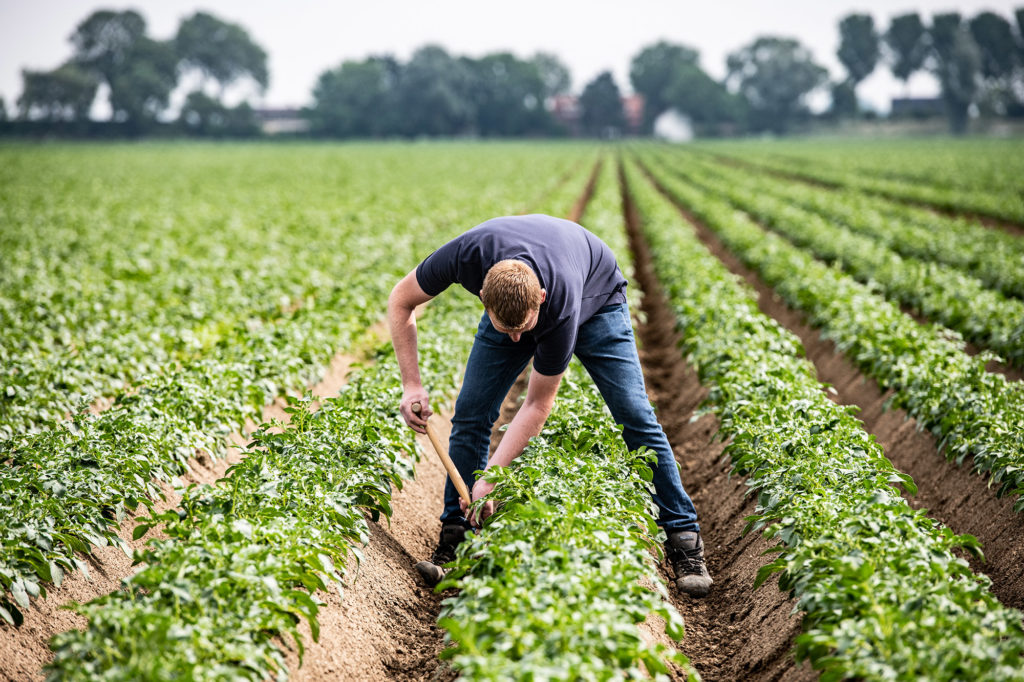Agricultor holandes trabajando en su cultivo de papas