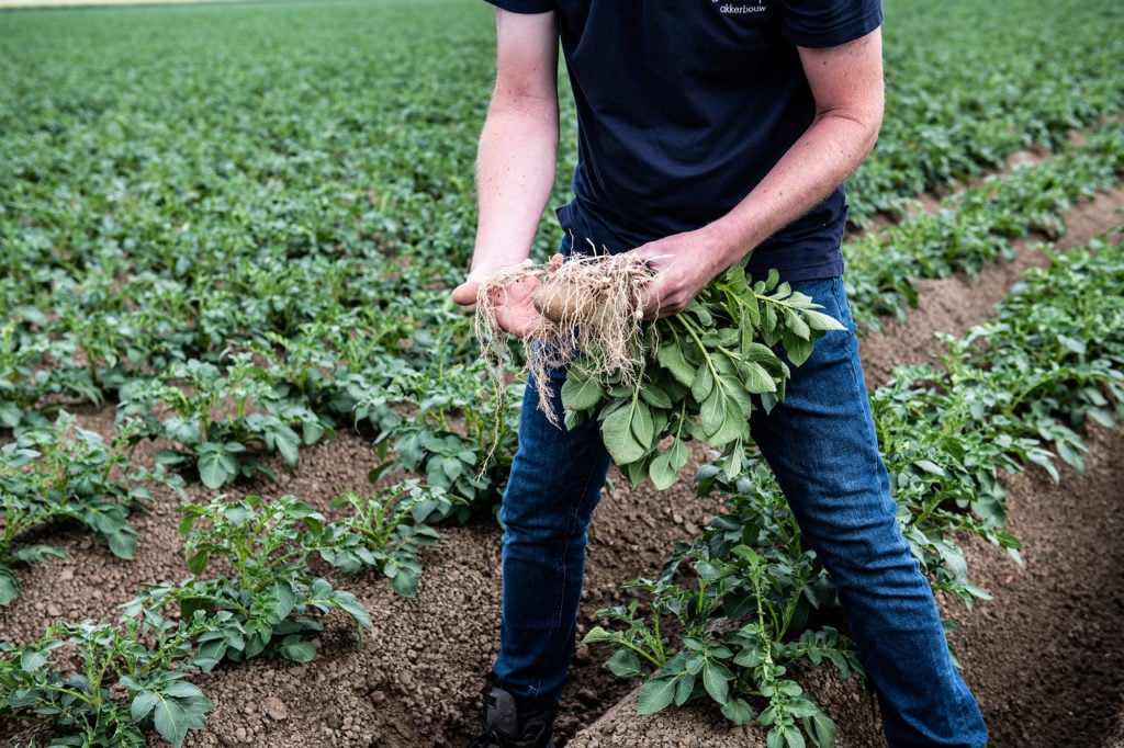 Cultivador holandes muestra el resultado de una planta de patata tratada con Plants for Plants 4-Good
