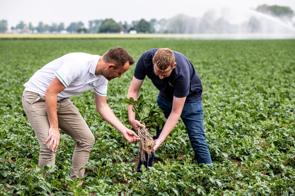 El equipo de Van Iperen y un cultivador de patatas comprueban los resultados de una planta de patatas tratada con Plants for