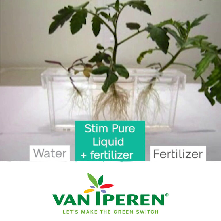 imagen principal artículo de noticias 'Crecimiento de raíces en una planta de tomate con Stim Pure Liquid'