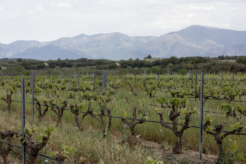 Viñedos de Domaine Jonqueres d'Oriola