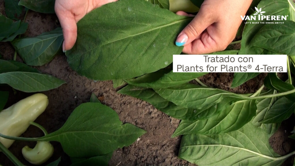 Evidencias sobre el tamaño y color de las hojas tras aplicar Plants for Plants 4-Terra
