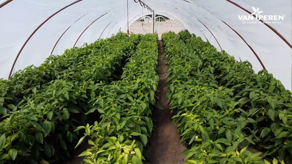 Plantas de pimiento en invernadero de suelo en Hungría