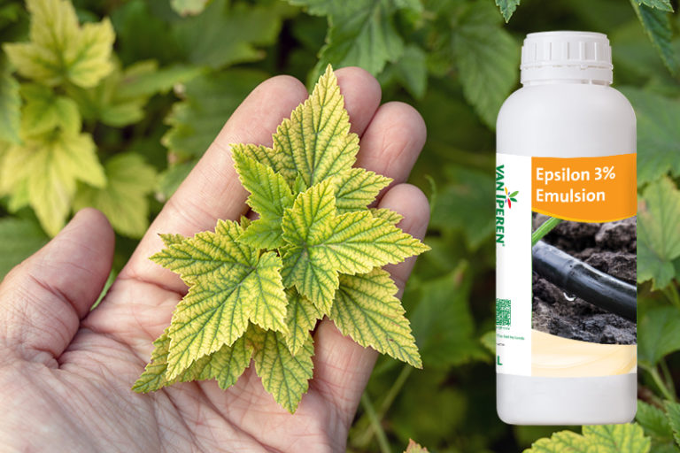 Deficiency of minerals in plant. lack of nitrogen, potassium. Sick yellow currant leaves