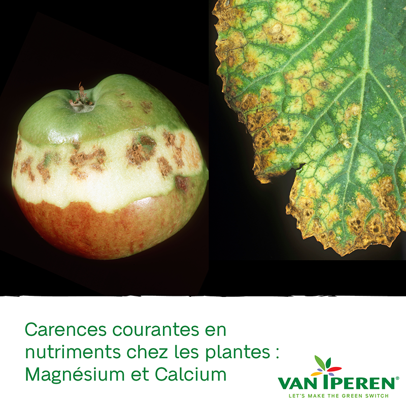 Carences Courantes en Nutriments chez les Plantes (II) une Carence en — free download