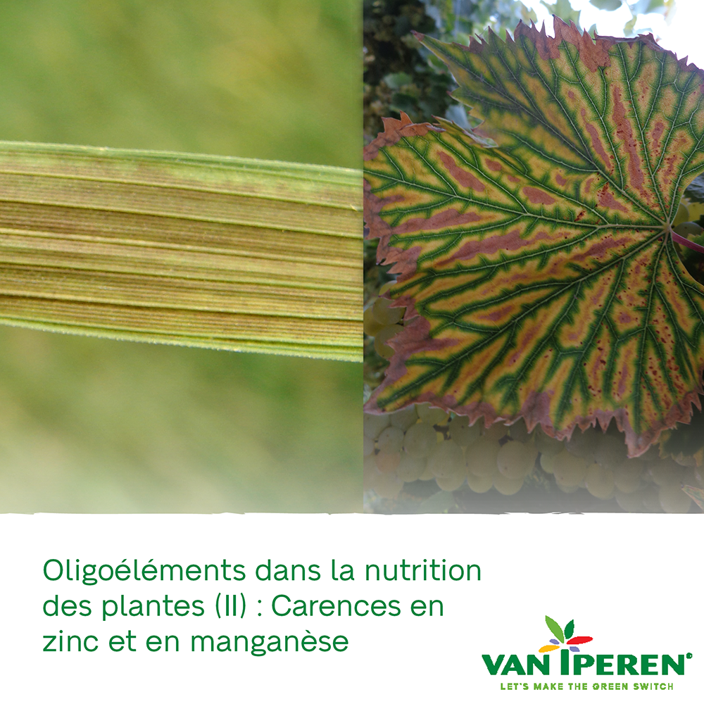 Oligoéléments dans la Nutrition des Plantes (II) Carences en Zinc et — free download