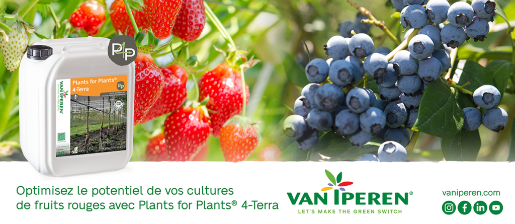 Optimisez le potentiel des fruits rouges avec Plants for Plants 4-Vita