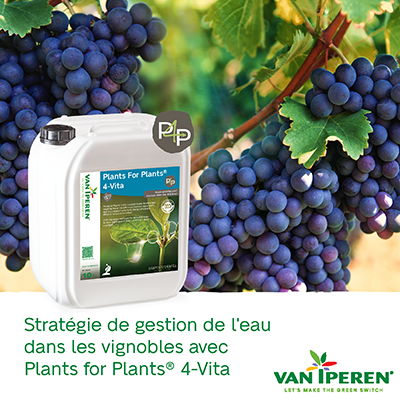 Stratégie de gestion de l'eau dans les vignobles avec Plants for Plants® 4-Vita 400px