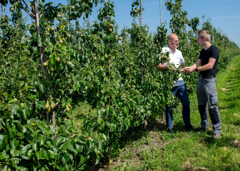 Erik van den Bergh s'entretient avec un producteur de poires aux Pays-Bas