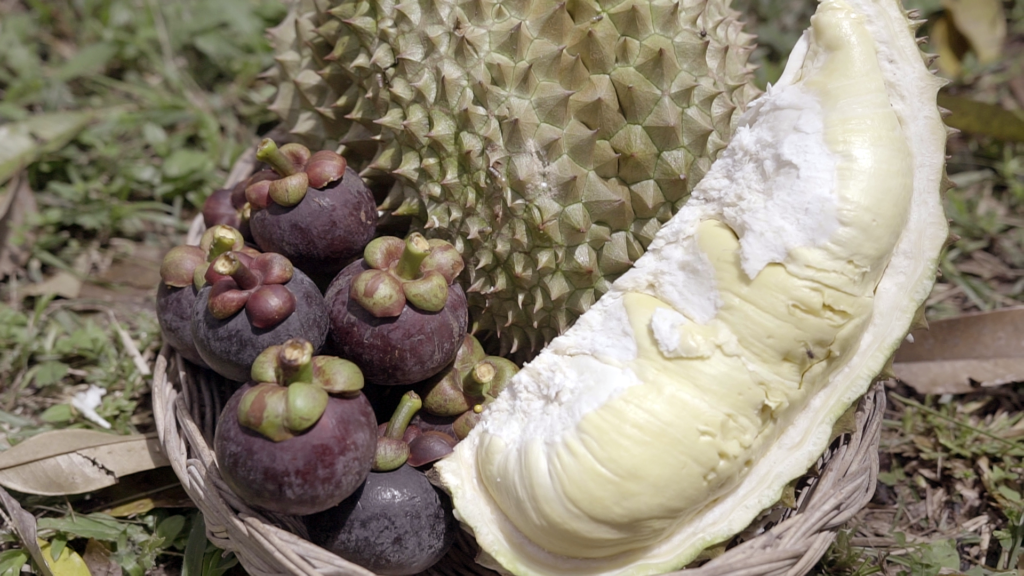 Gros plan d'un fruit de durian traité avec des engrais IPE Technology