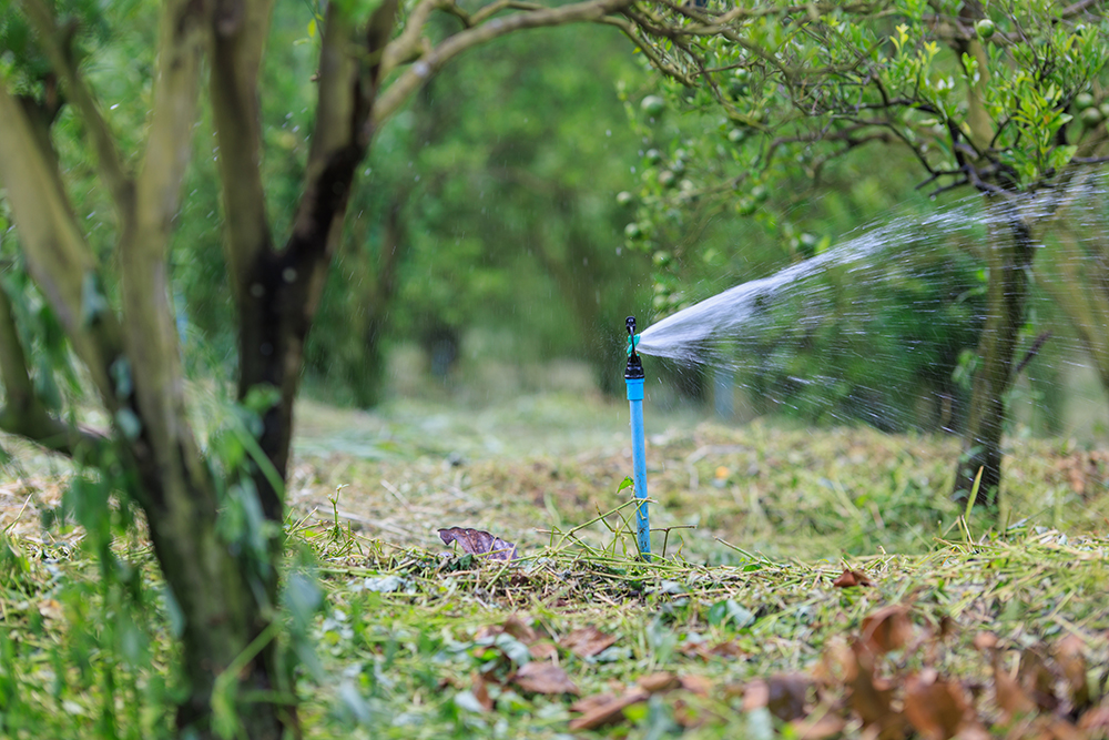 système d'irrigation dans un verger d'agrumes