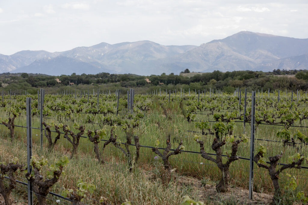 Vignobles du Domaine Jonqueres d'Oriola