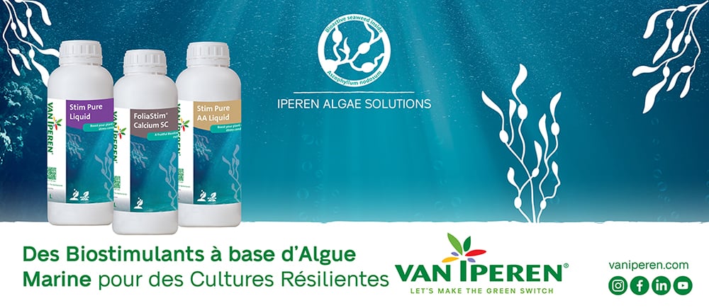 Des Biostimulants à base d’Algue Marine pour des Cultures Résilientes