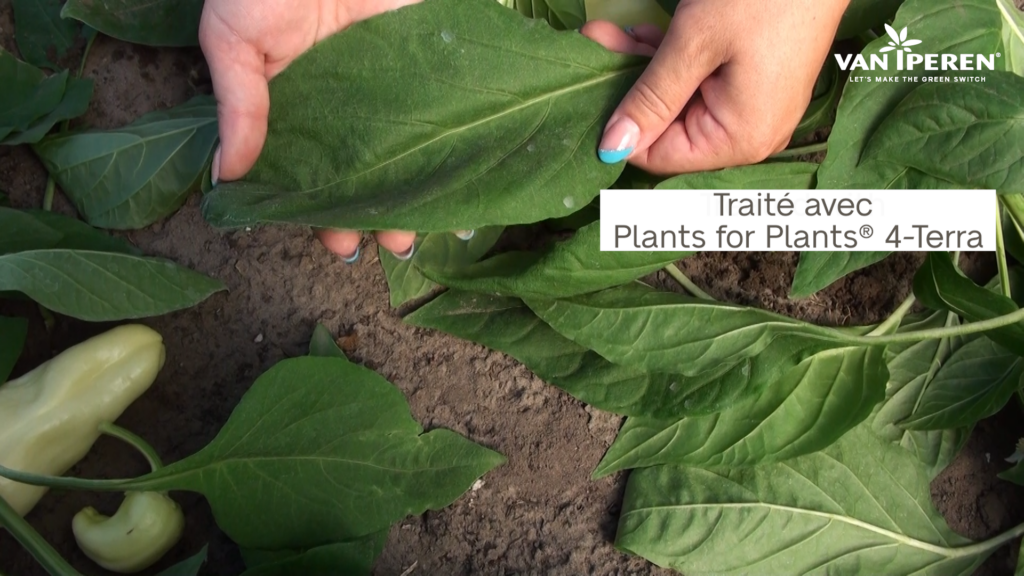 Éléments de preuve sur la taille et la couleur des feuilles après application de Plants for Plants 4-Terra
