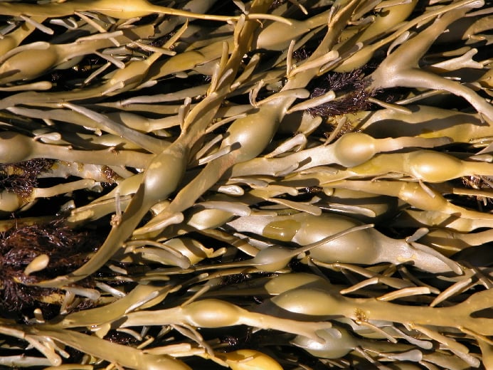 Ascophyllum Nodosum seaweed