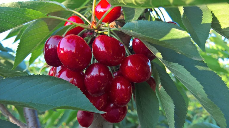 Growing cherries
