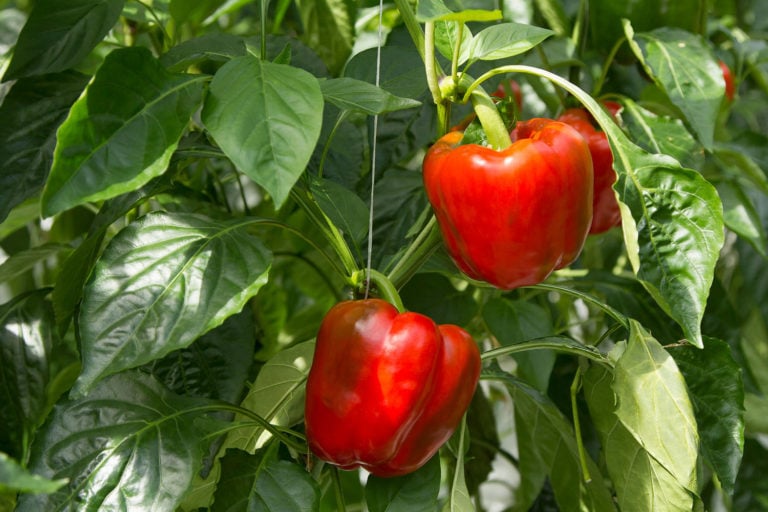 Growing red bell pepper