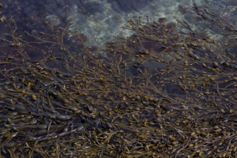 Seaweed for biostimulation