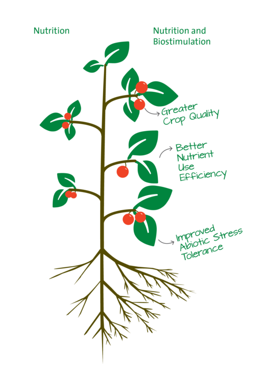 Infographic of a plant explaining the effect of combining nutrition with biostimulation