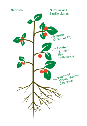 Infographic of a plant explaining the effect of combining nutrition with biostimulation