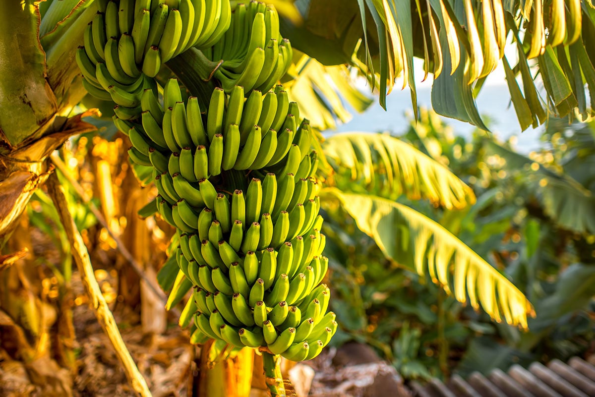 First 'Dutch bananas' harvested Van Iperen International