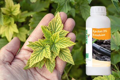 Deficiency of minerals in plant. lack of nitrogen, potassium. Sick yellow currant leaves