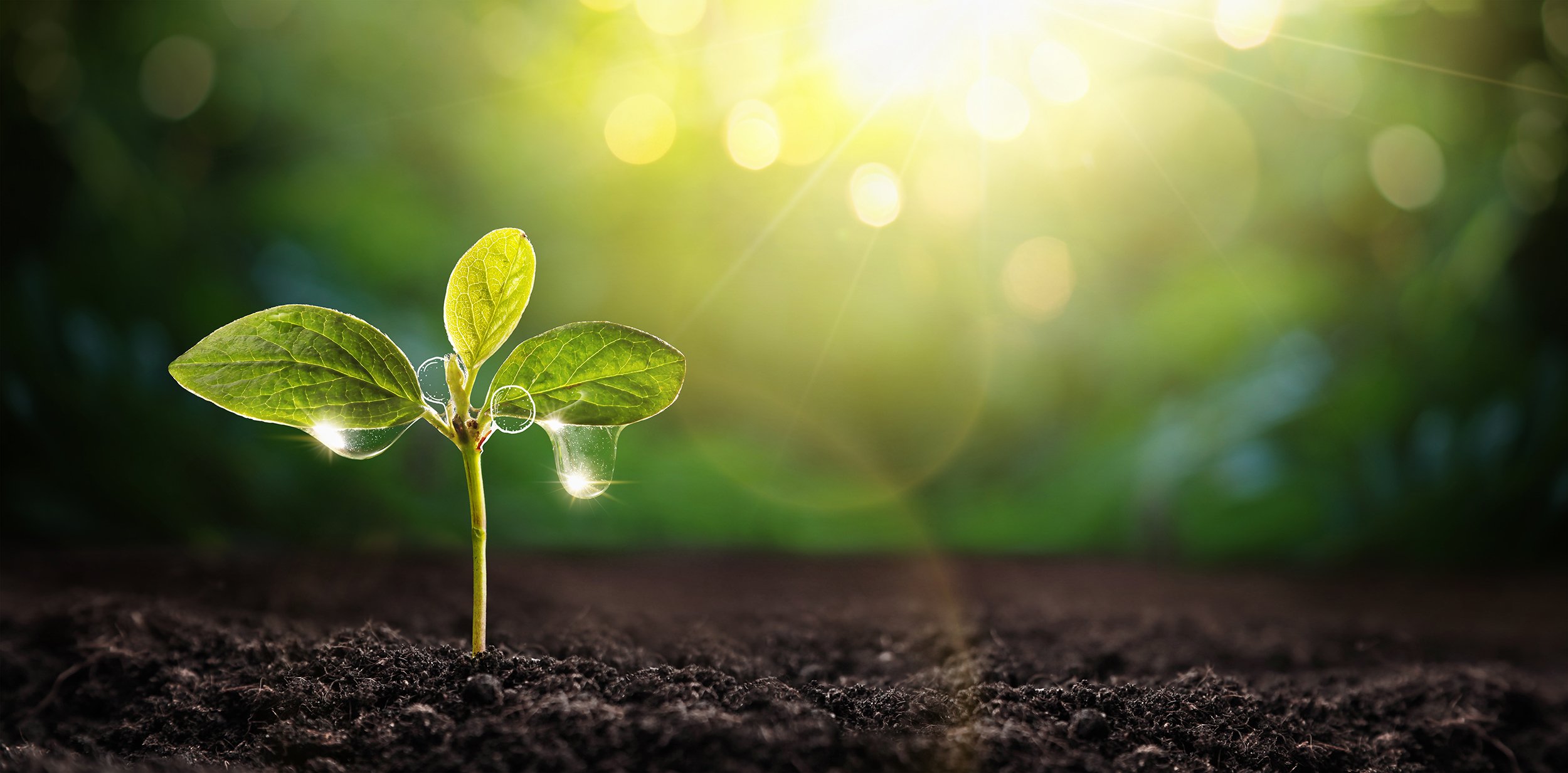 Plants for Plants® Project Van Iperen International Plants for Plants® Project Van Iperen International