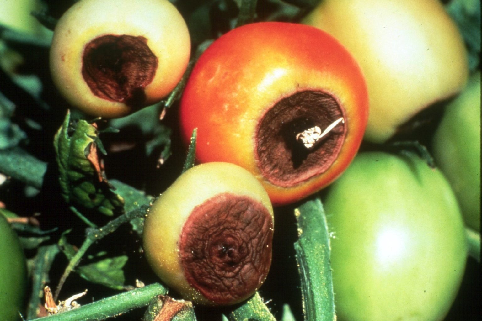 What is the Role of Calcium in Plant Growth? Van Iperen International