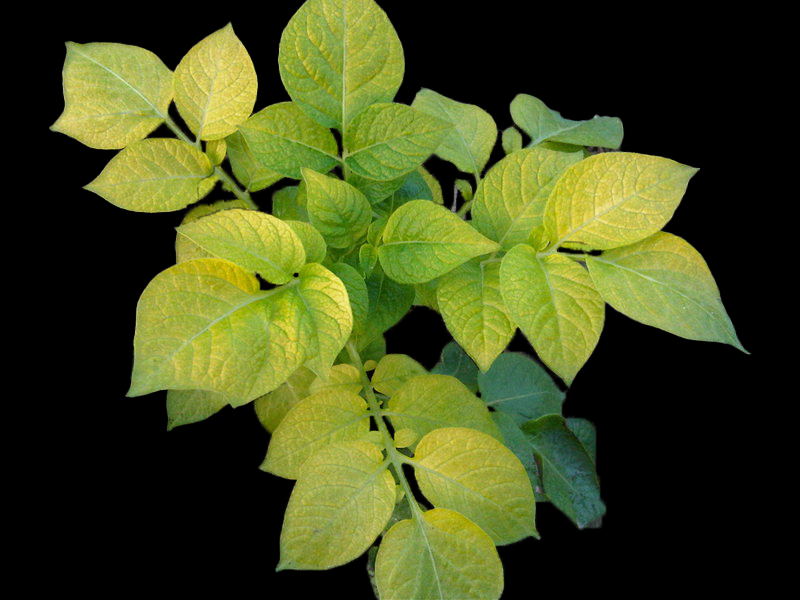 Potato leaves showing symptoms of nitrogen deficiency