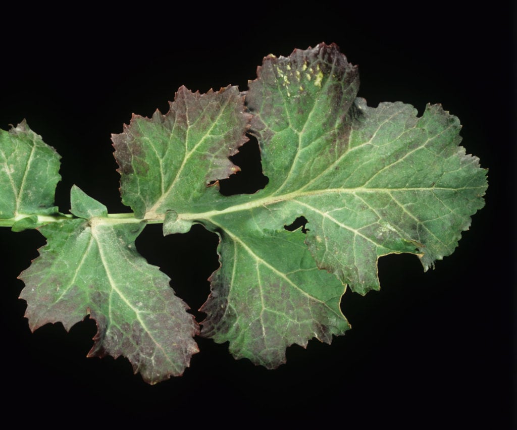 Oilseed rape leaf showing symptoms of phosphorus deficiency