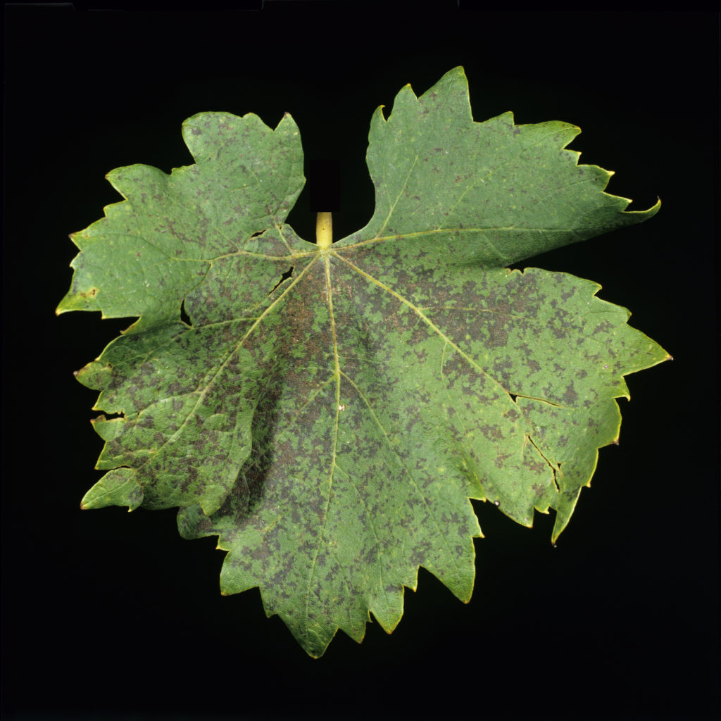 Potassium K deficiency symptoms on a vine leaf