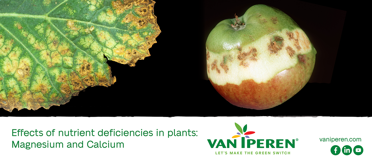Common Nutrients Deficiencies in Plants (II) Shortage of Magnesium and Calcium Van Iperen