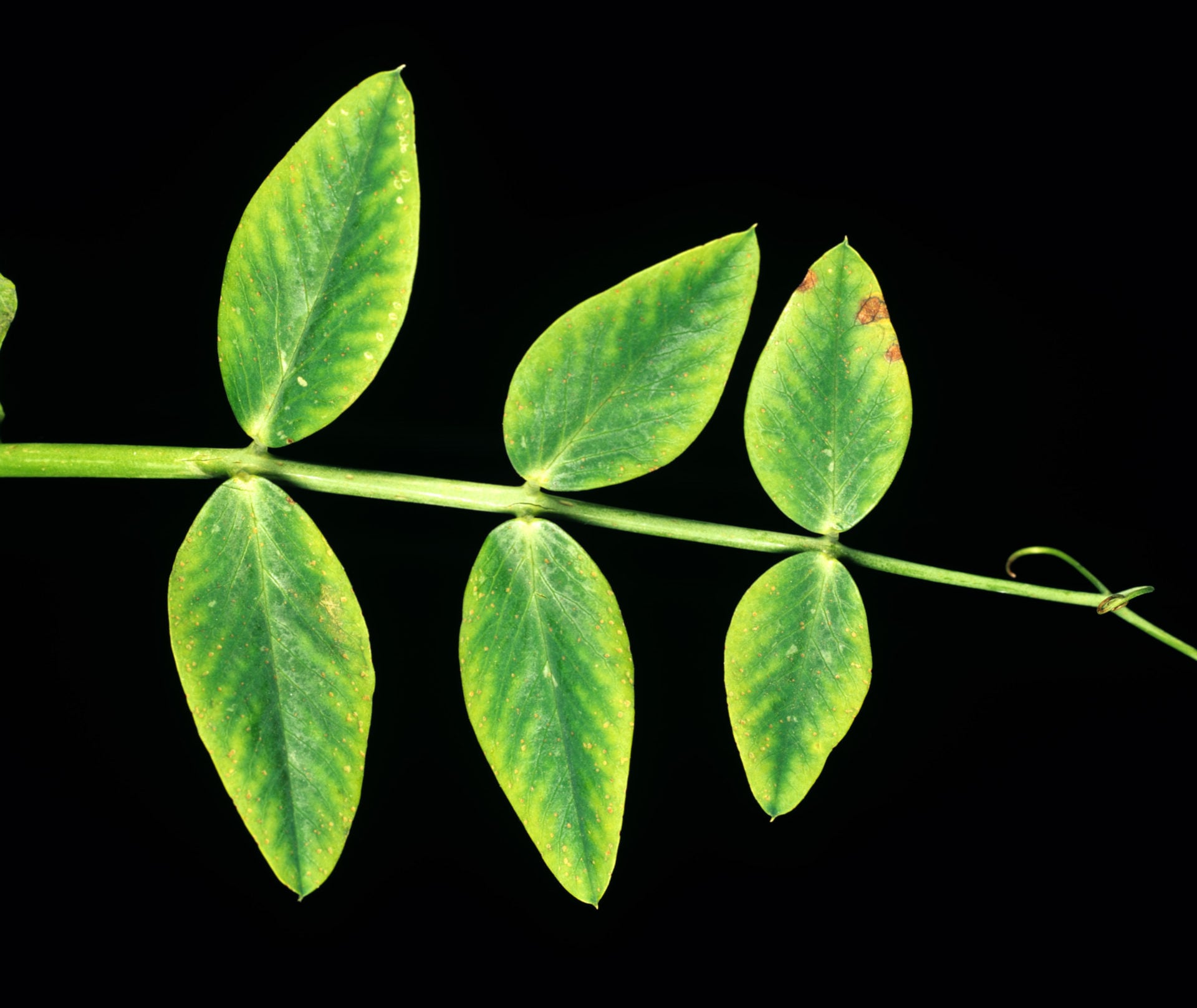 Trace Elements in Plant Nutrition (II) Zinc and Manganese Deficiencies