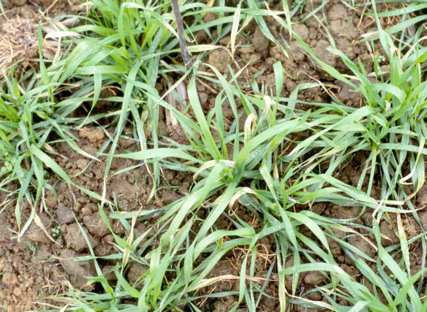 Trace Elements in Plant Nutrition (I) Boron and Molybdenum Deficiencies Van Iperen International