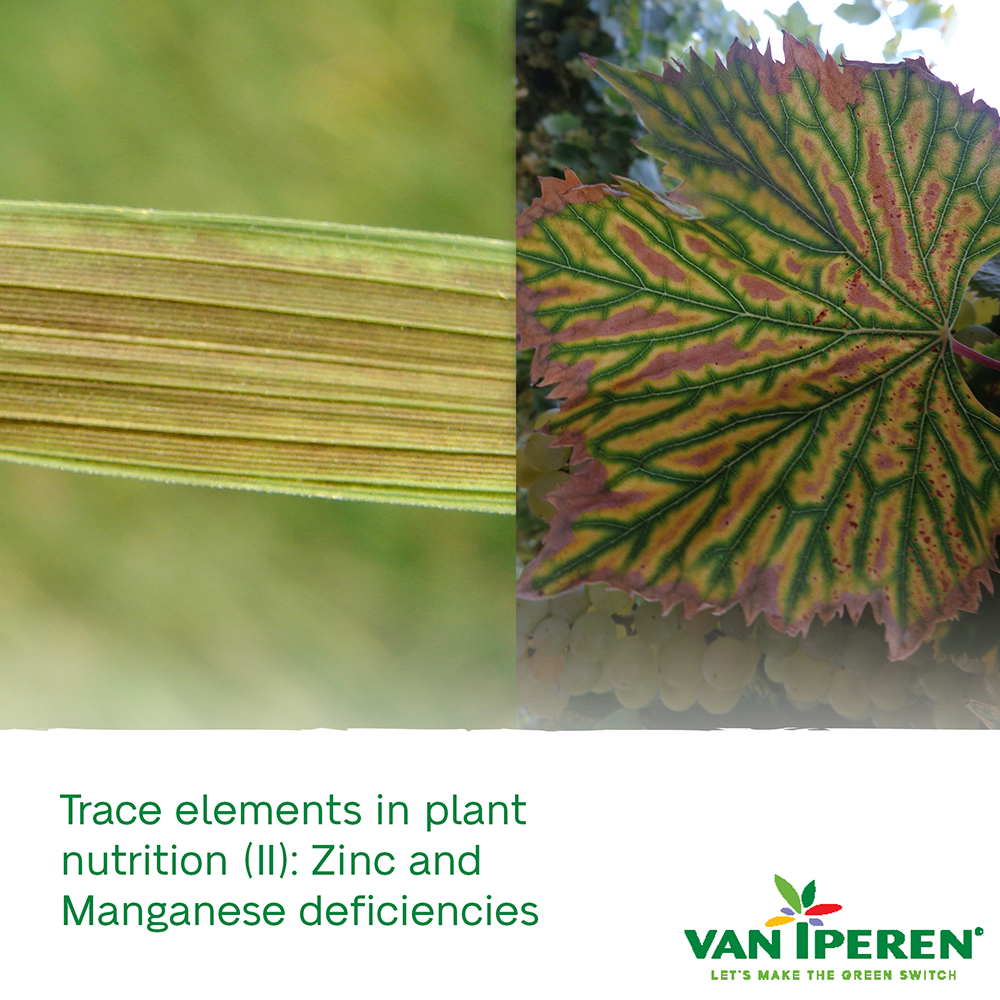 Zinc Deficiency In Plants