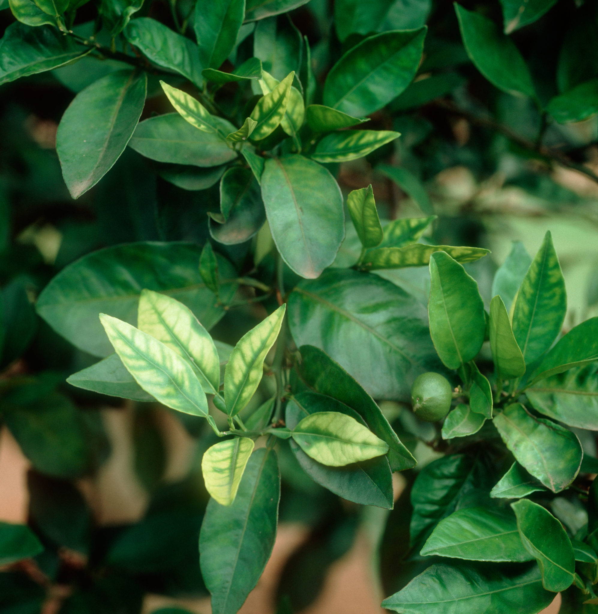 Trace Elements in Plant Nutrition (II) Zinc and Manganese Deficiencies