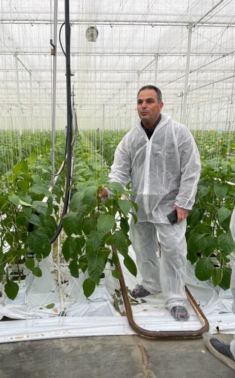 Tomato grower in Greece using P4P solutions