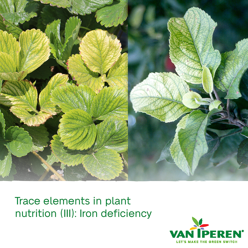 Trace Elements in Plant Nutrition (III) Iron Deficiency Van Iperen