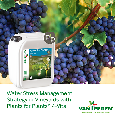 Water Stress Management Strategy in Vineyards with Plants for Plants® 4-Vita 400px