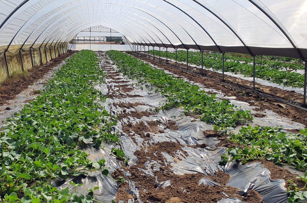 Melon crop treated with Plants for Plants 4-Vita in Peloponese (Greece)