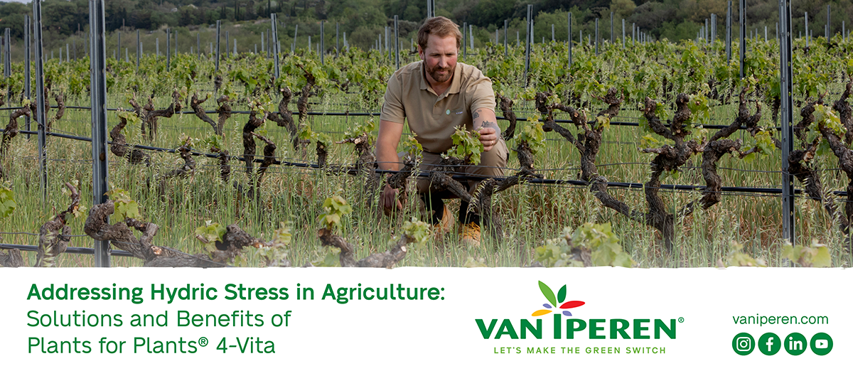 Grape grower checks the quality of the vineyard after applying Plants for Plants biostimulants