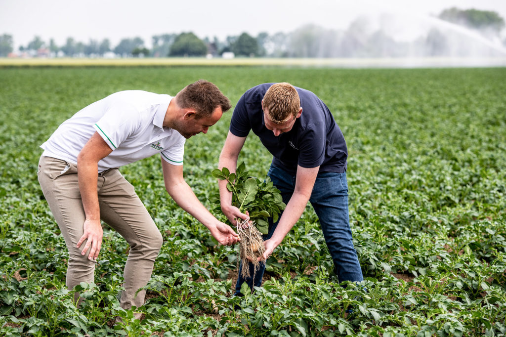 Van Iperen Team and potato grower check the results of a potato plant after treated with Plants for Plants 4-Good