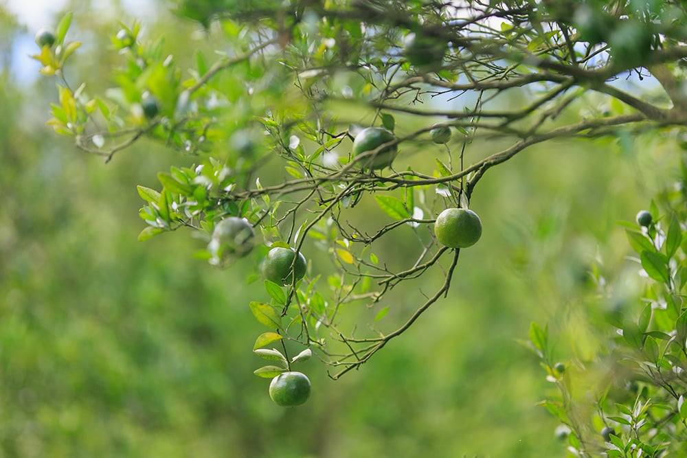 Citrus fruit during the maturation process