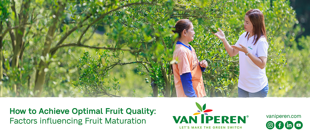 Van Iperen Team talks to a citrus grower about Fruit maturation with WAKE-up Liquid