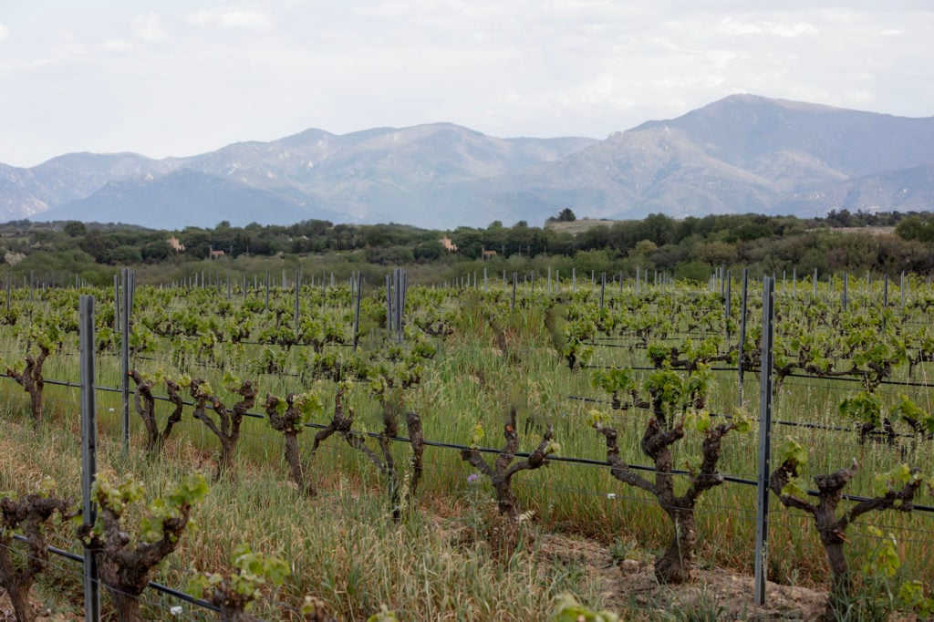Vineyards in Domaine Jonquères d’Oriola