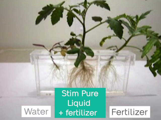 Root growth on tomato plant with Stim Pure Liquid, Van Iperen's seaweed biostimulant